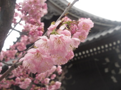 櫛田神社の桜①