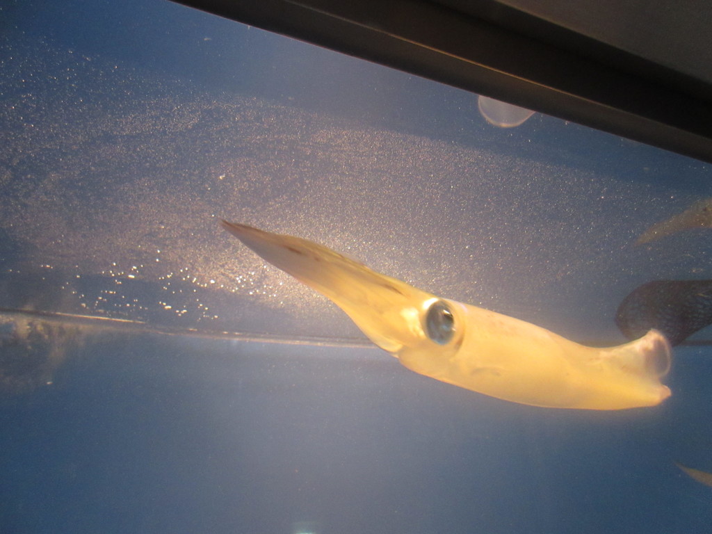 水槽の中の魚たち④