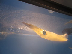 水槽の中の魚たち④