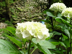 雨の濡れた花々②