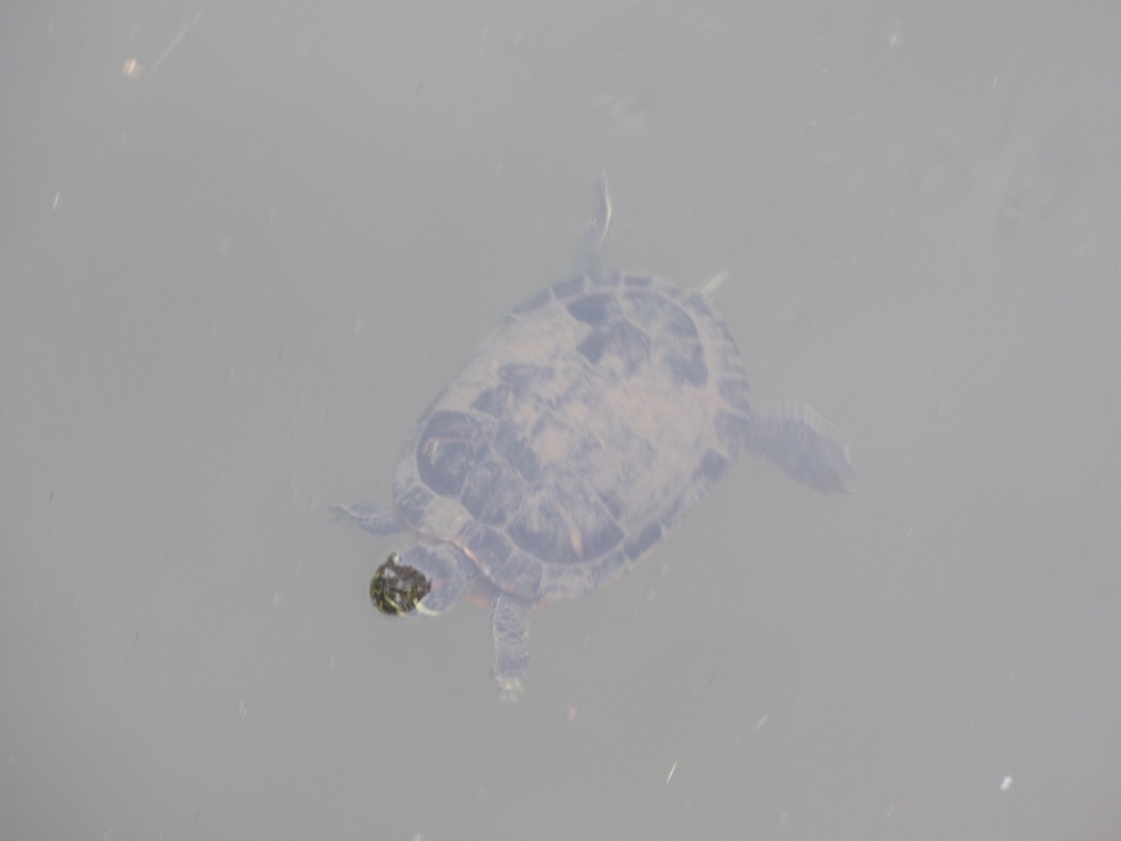 太宰府天満宮の亀