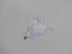 太宰府天満宮の亀