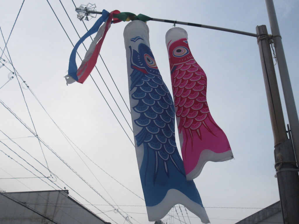 青とピンクの鯉のぼり