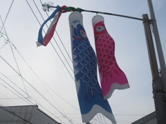 青とピンクの鯉のぼり