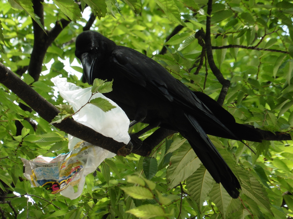枝の上にゴミを持ち込むカラス