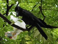 枝の上にゴミを持ち込むカラス