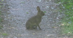山中で見かけた野うさぎ