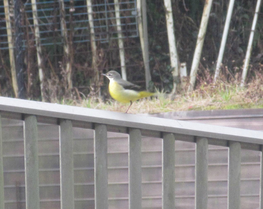 キセキレイ　②