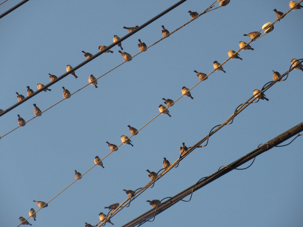 佐賀の田舎にてスズメの大群が④