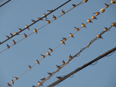 佐賀の田舎にてスズメの大群が④