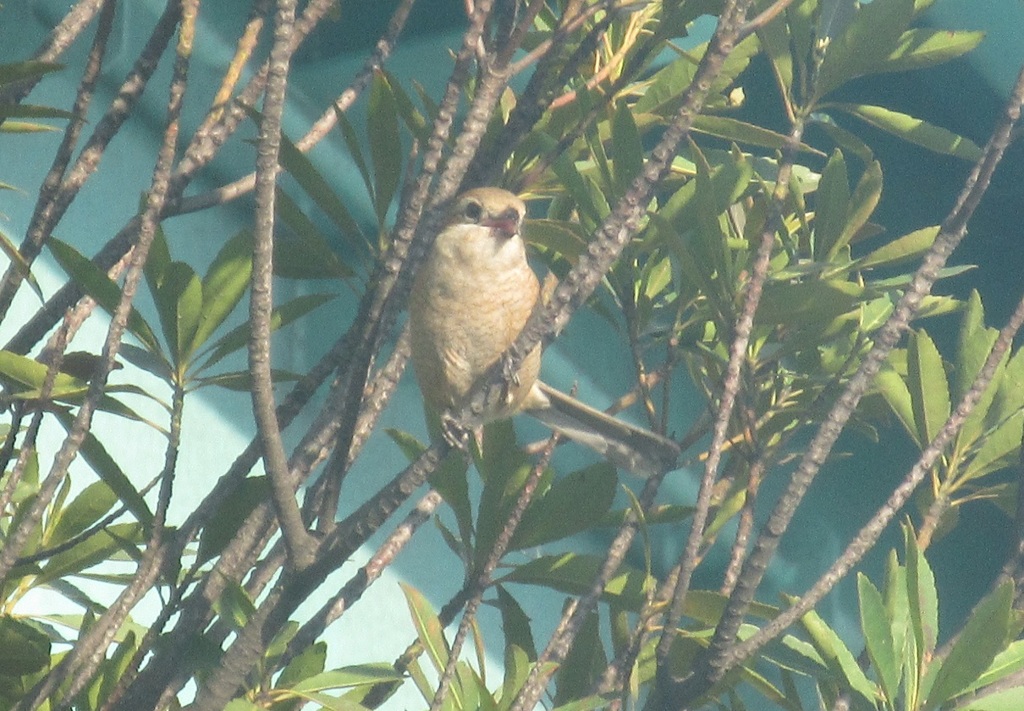 木の上のモズ①