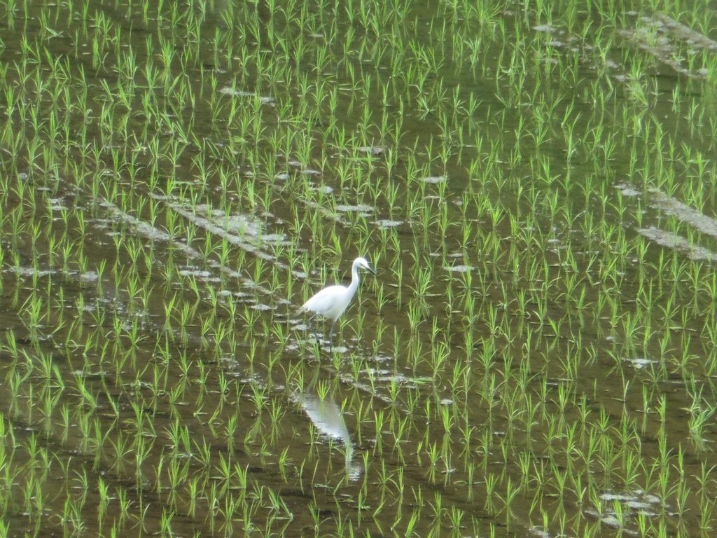 田んぼにたたずむサギ②