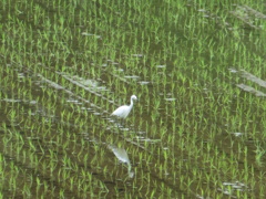 田んぼにたたずむサギ②