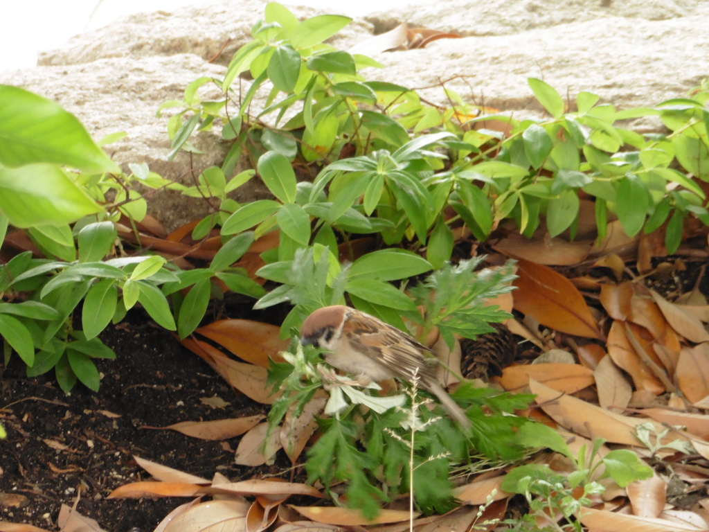 葉の上でさえずるスズメ①