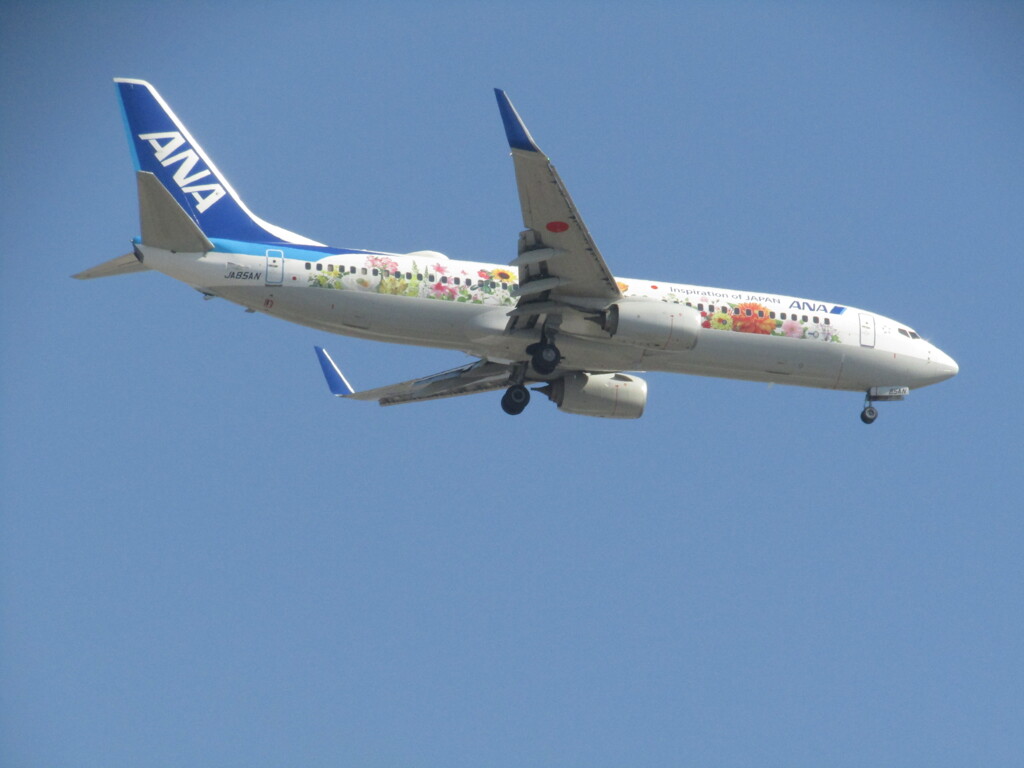 ANA  東北フラワージェットのランディング  JA85AN