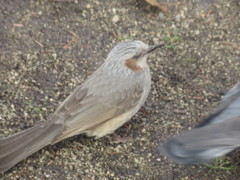 野鳥観察①