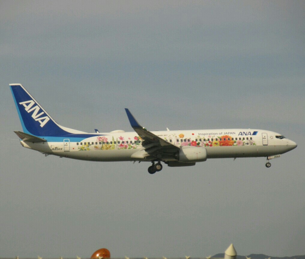 ANA  737-800  東北フラワージェット