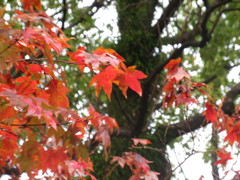 雨に濡れた紅葉