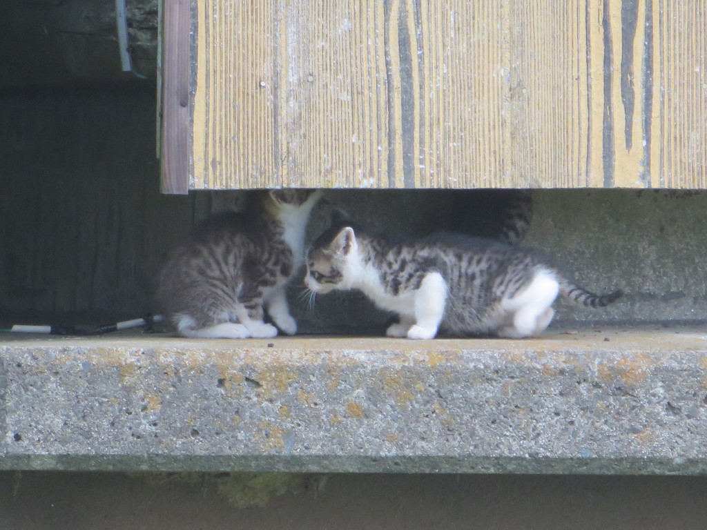 ３匹の子猫②