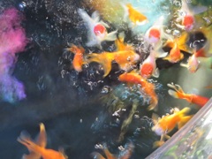 水槽の中の金魚①