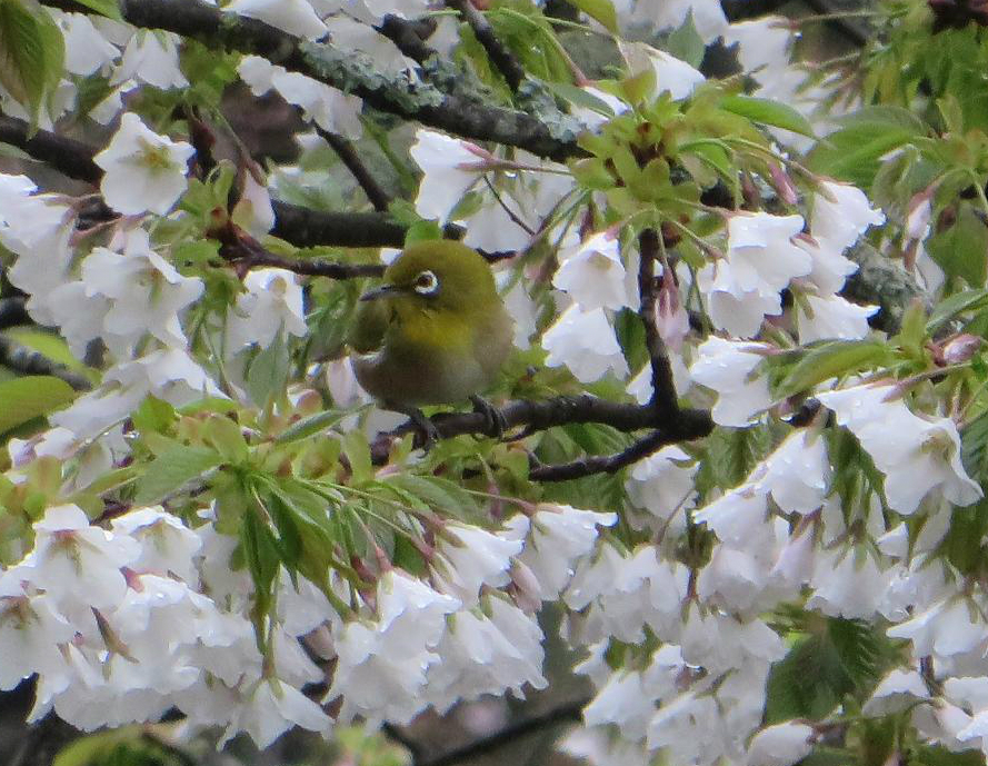 桜とメジロ①