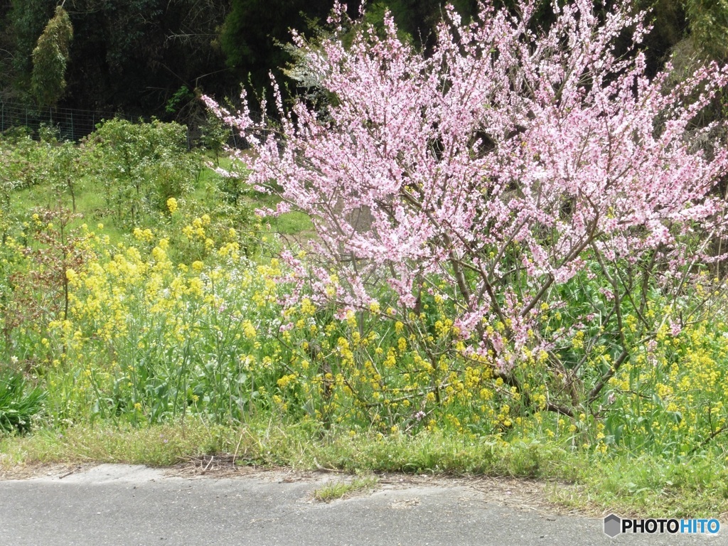 菜の花と桜