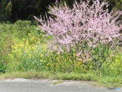 菜の花と桜