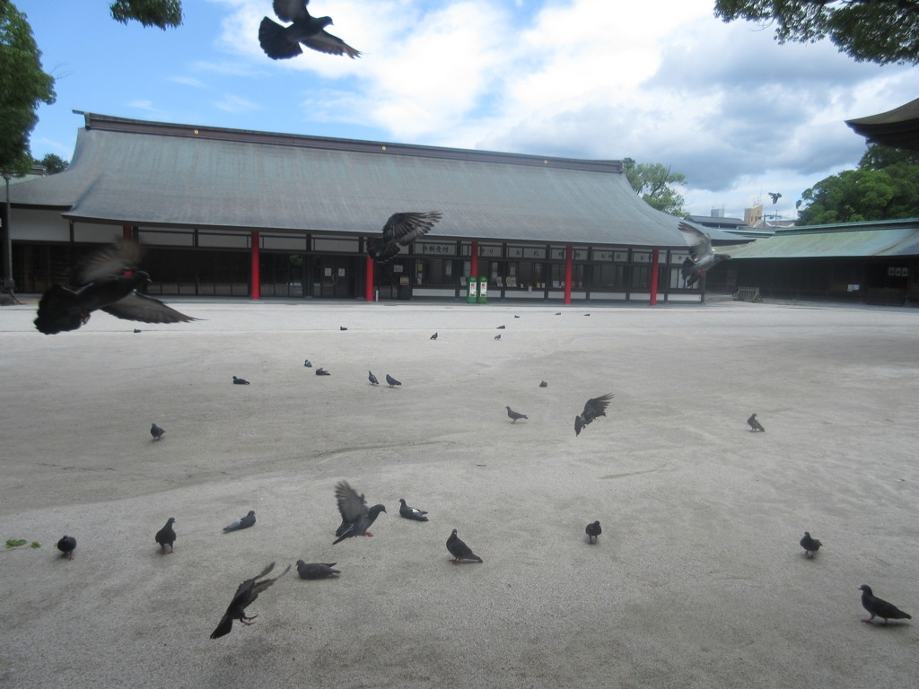 いっせいに飛んできた鳩