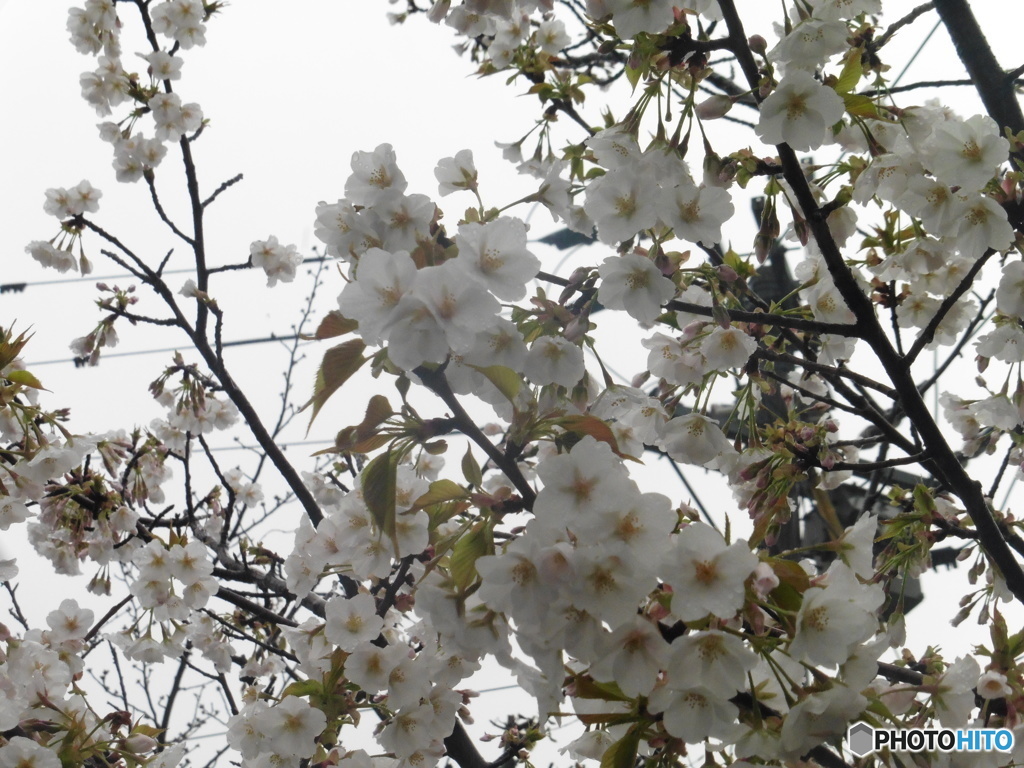 桜の季節②