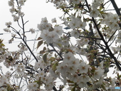 桜の季節②