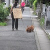 仔猫ボランティアの女性