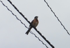 電線の上で鳴くホオジロ