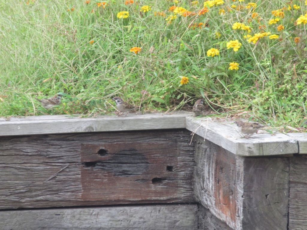 草場で餌を探すスズメたち