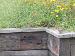 草場で餌を探すスズメたち