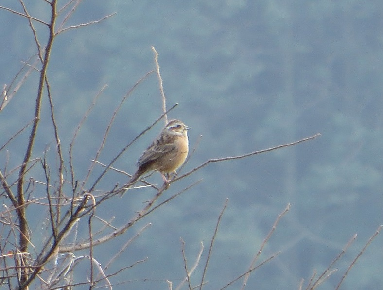 枝の上にたたずむ一匹の鳥
