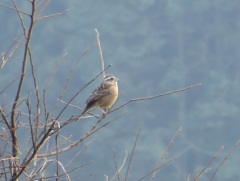 枝の上にたたずむ一匹の鳥