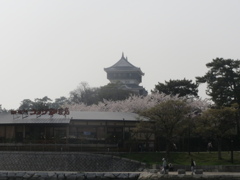 小倉城と桜　④