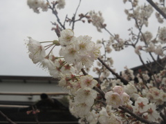 脳古島の桜③