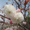 福岡の桜　①