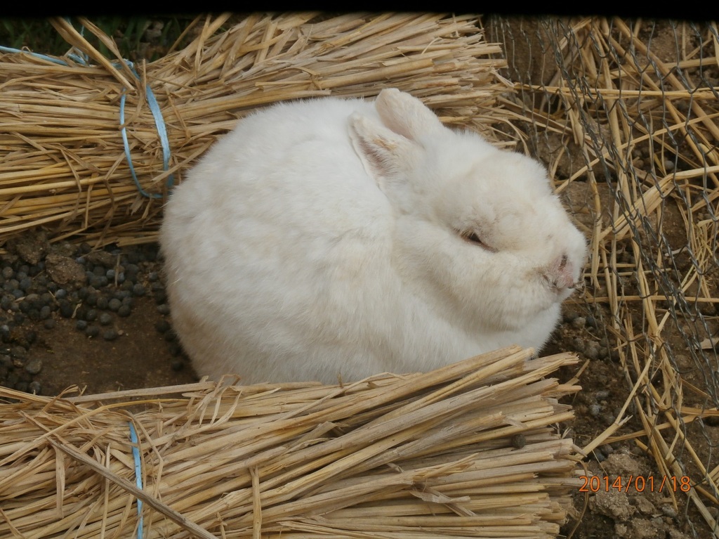 たたずむ一匹のうさぎ