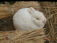 たたずむ一匹のうさぎ