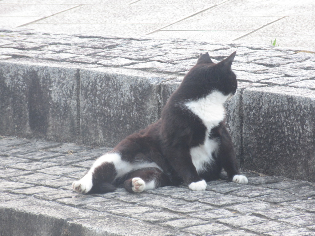 いろいろなポーズの猫ちゃん③