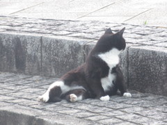 いろいろなポーズの猫ちゃん③