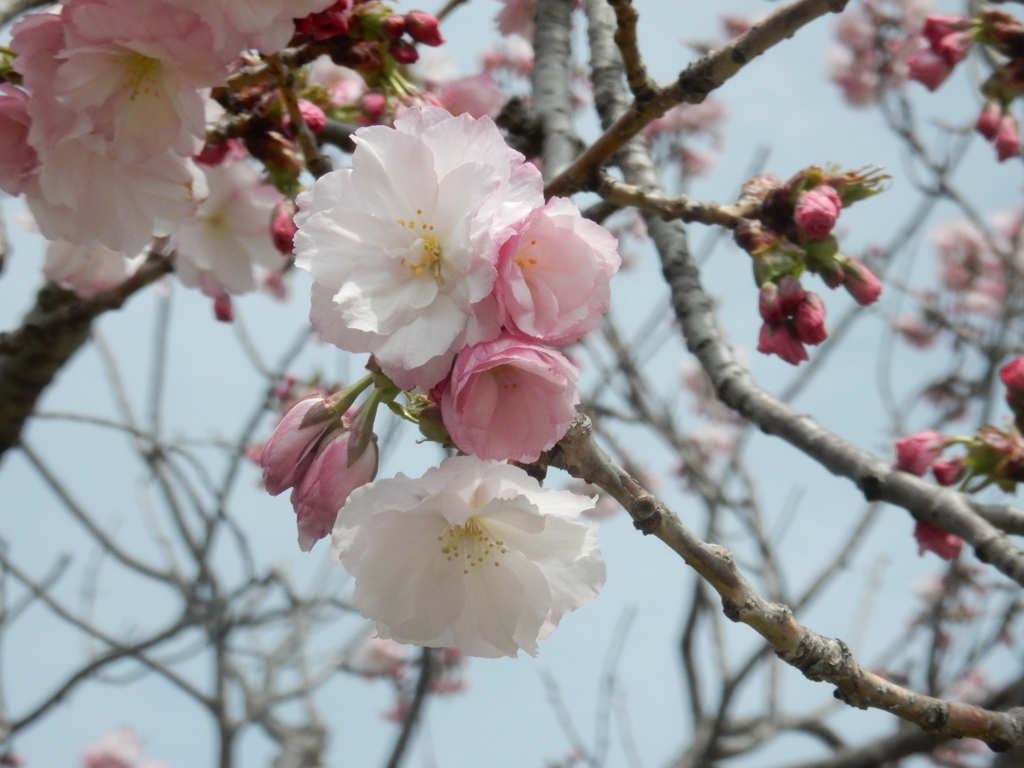 福岡城の桜　⑥