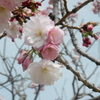 福岡城の桜　⑥