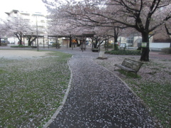 散る桜①