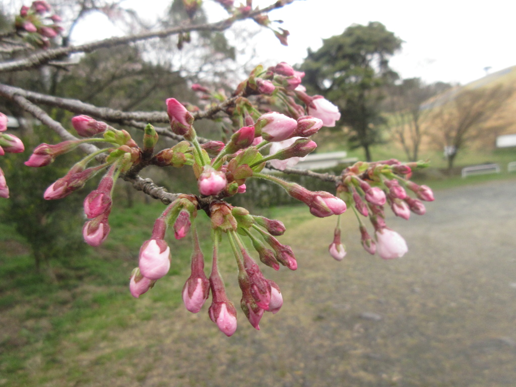 佐賀県内山頂の桜②