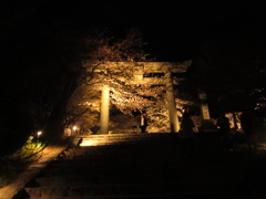 太宰府の神社の夜桜②