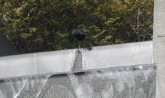 喫茶店の天井から流れ落ちる水①