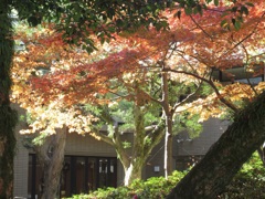 神社で見られた紅葉　②